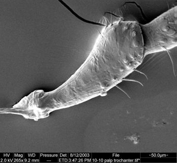 Media type: image;   Invertebrate Zoology 134645